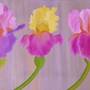 Iris (3). Gerard Flohic