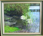 Cygnes à Lavaud-gelade. 