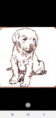 Bébé golden. Lucas Relien