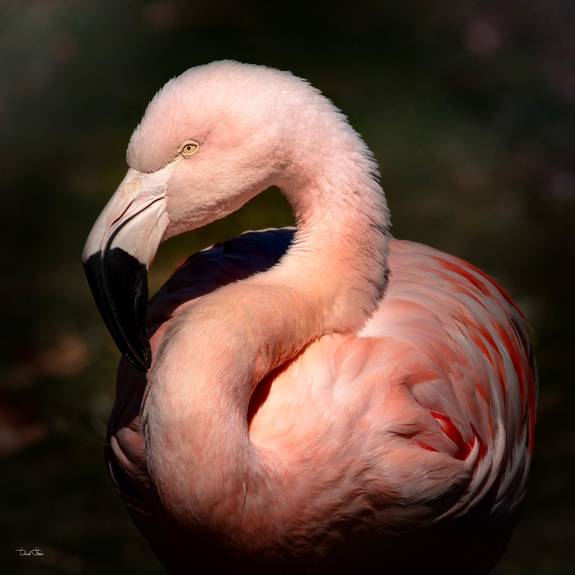 Cercle vertueux. David Strano - Animal Studio®