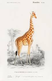Girafe (Giraffa camelopardalis). Omar Tilmatine