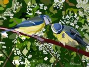 2024-10-18 Oiseaux de jardin - Mésanges bleues. 