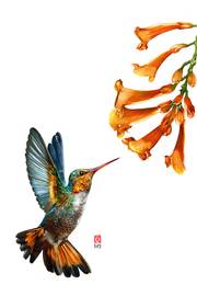 Colibri - oiseau mouche. Dominique Roy