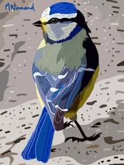 2025-06-22 Mésange bleue. 