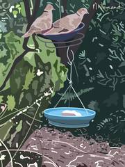 2025-08-07 Les tourtereaux Tourterelles turques du jardin de Michèle. 