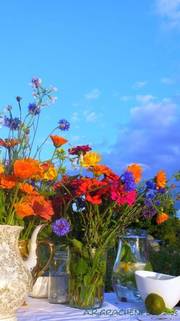 Der Spätsommer mit seiner Blütenpracht La fin de l'été avec sa floraison somptue. A. R. Grachenfels