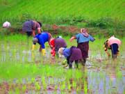 A bent back, a steadfast heart. Zharfhonar