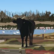 2025-11-05 Camargue Taureau. 