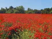 Coquelicots de Ré en jachère. Pich